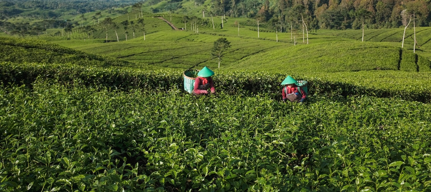 Rencontre avec les producteurs de thé