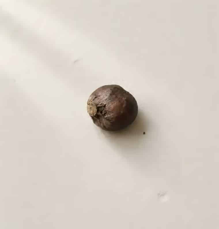 A single tea seed on handmade paper