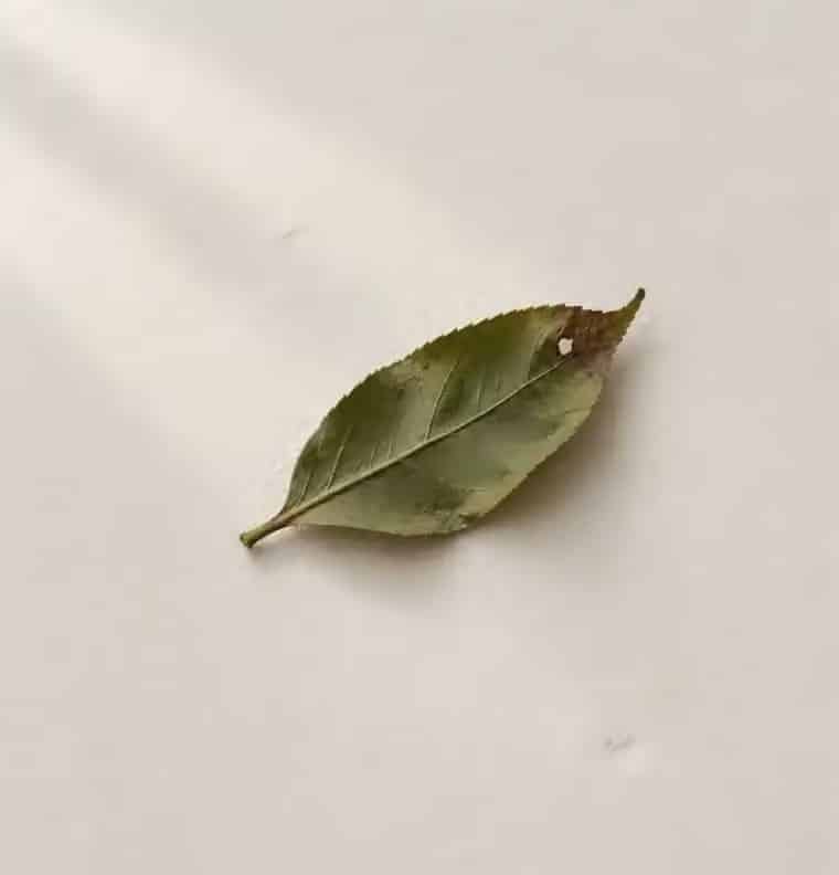 A fresh green tea leaf