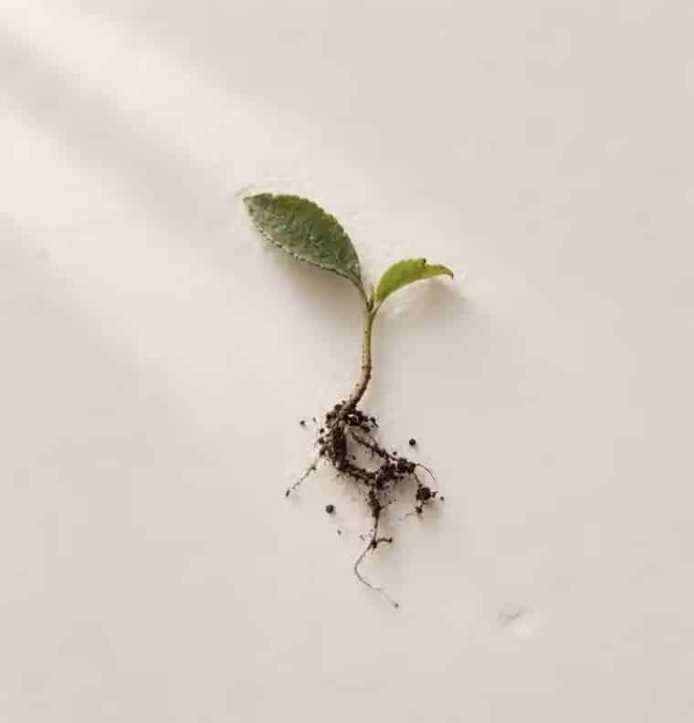 A tea seedling with its roots and soil