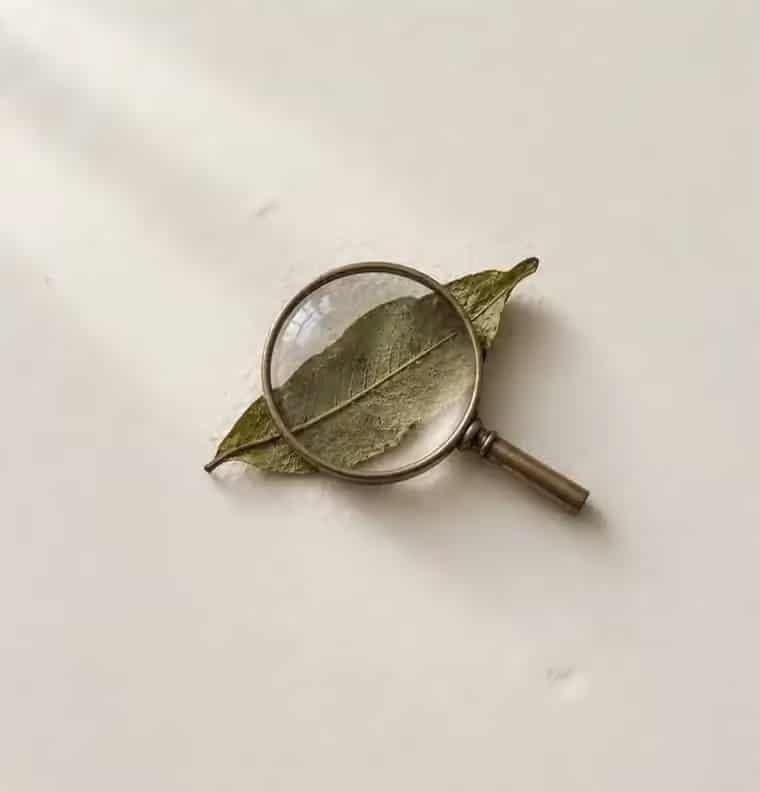 A tea leaf seen through a brass magnifying glass